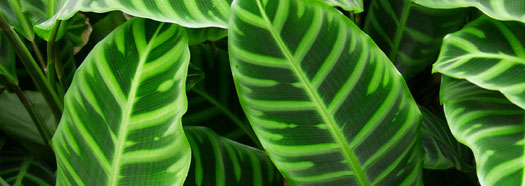 note legali La Quercia, architettura verde
