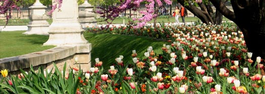 manutenzione giardini, potature siepi, cura giardini